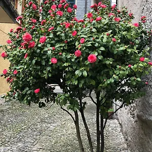 Appartement Casa, Domaso